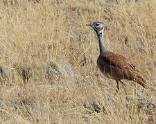 Rüppell's Korhaan