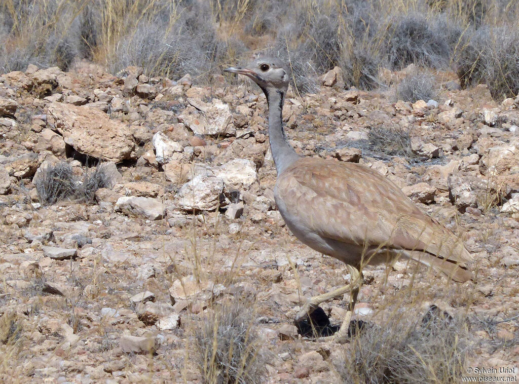 Rüppell's Korhaanadult