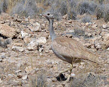 Rüppell's Korhaan