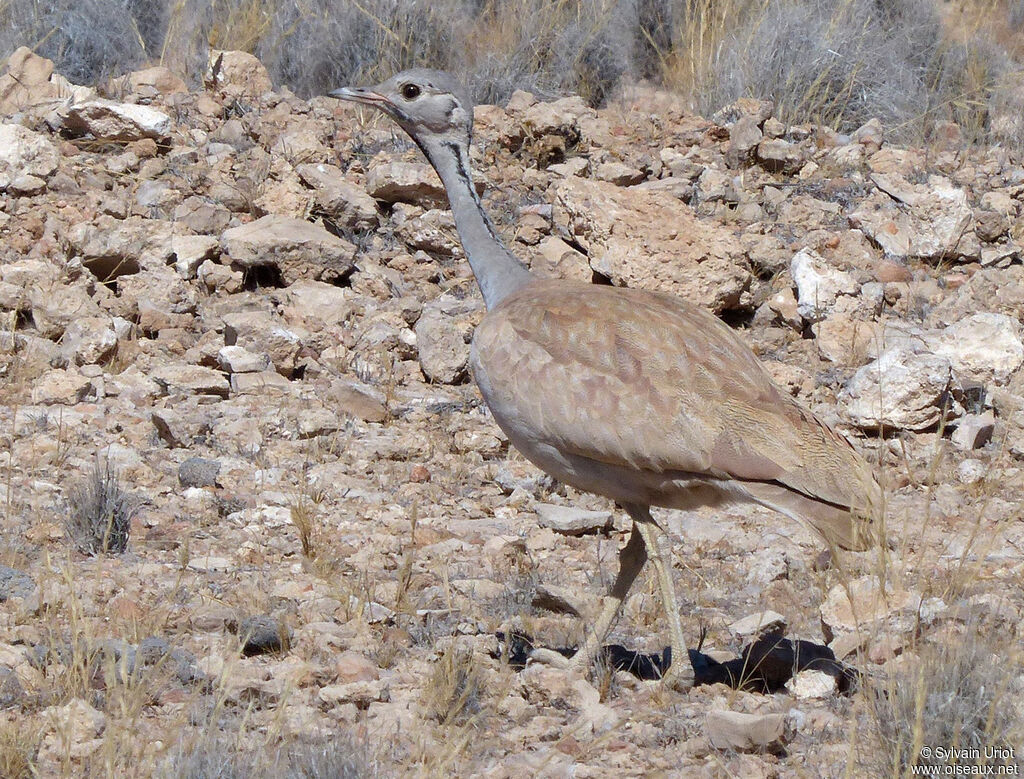 Rüppell's Korhaanadult