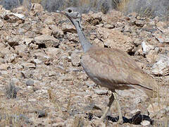 Rüppell's Korhaan