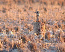 Karoo Korhaan