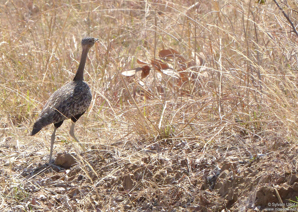 Red-crested Korhaan female adult