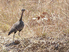 Red-crested Korhaan