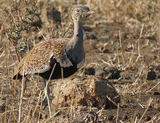 Red-crested Korhaan