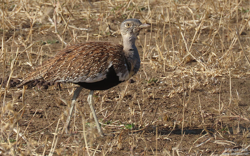 Red-crested Korhaan male adult