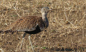 Red-crested Korhaan