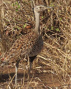 Red-crested Korhaan