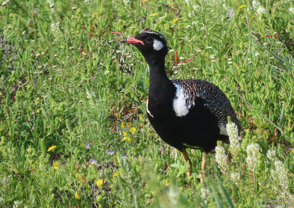 Southern Black Korhaan male adult