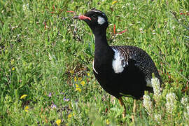 Southern Black Korhaan