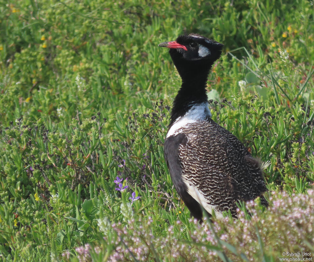 Southern Black Korhaan male adult