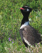 Southern Black Korhaan