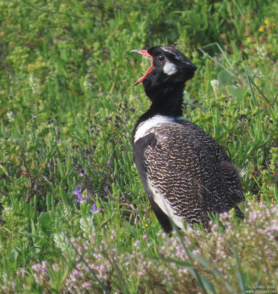 Southern Black Korhaan male adult