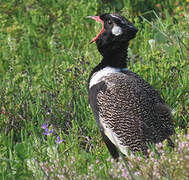 Southern Black Korhaan