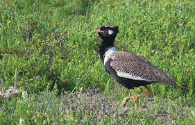 Southern Black Korhaan