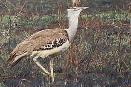 Kori Bustard