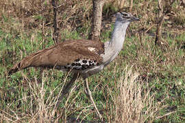 Kori Bustard