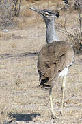 Kori Bustard