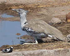 Kori Bustard