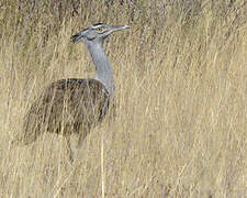 Kori Bustard