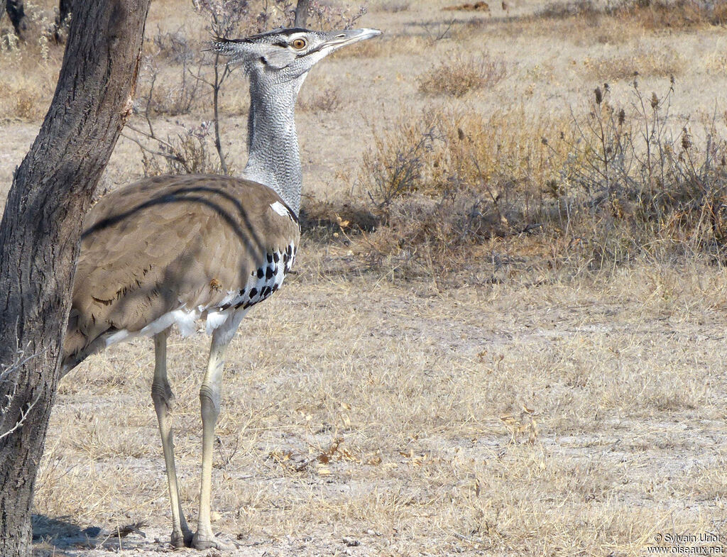 Kori Bustard