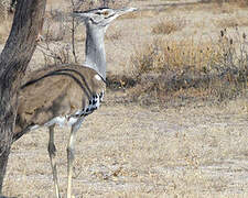 Kori Bustard