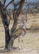 Kori Bustard