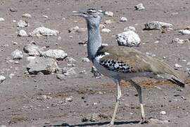 Kori Bustard