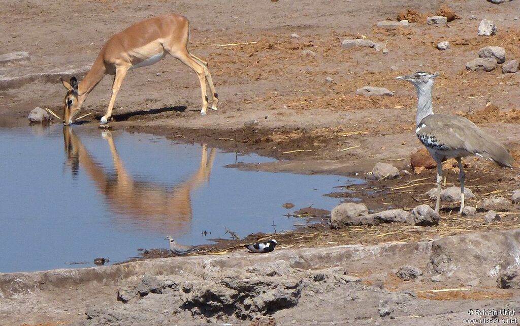 Kori Bustard