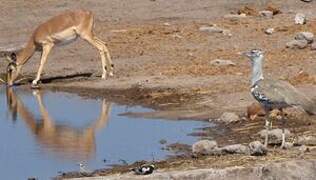 Kori Bustard