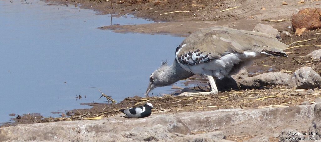 Kori Bustard