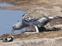 Kori Bustard