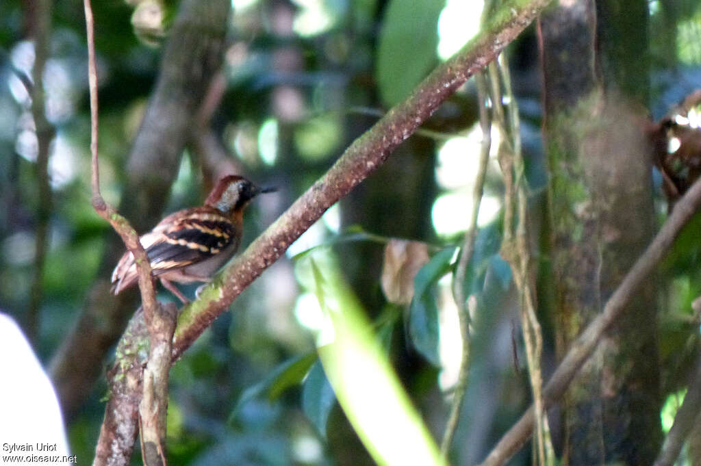 Wing-banded Antbird female adult, identification