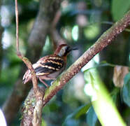 Wing-banded Antbird