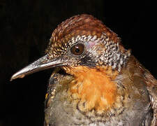 Wing-banded Antbird