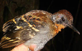 Wing-banded Antbird