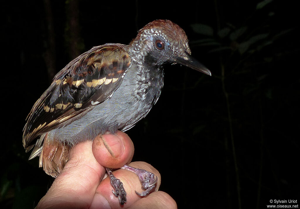 Wing-banded Antbird male adult