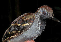 Wing-banded Antbird