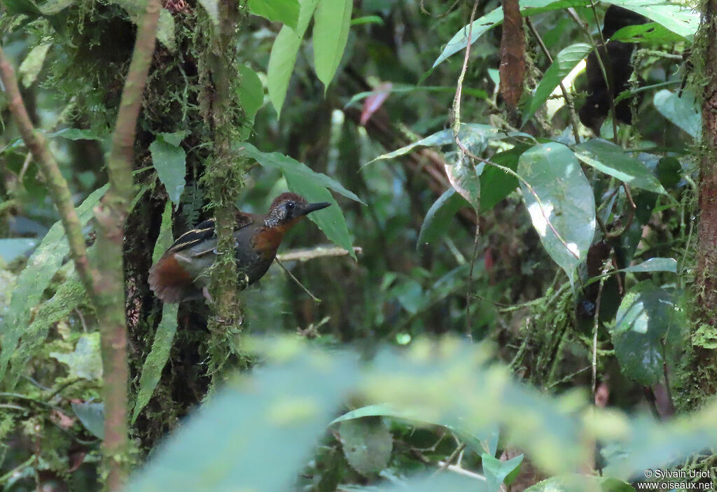 Wing-banded Antbird female adult