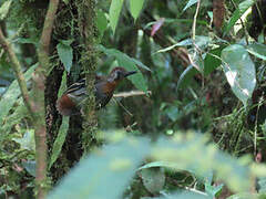 Wing-banded Antbird