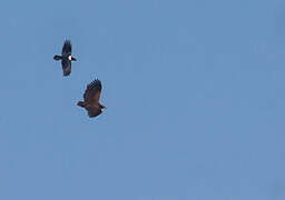 Palm-nut Vulture