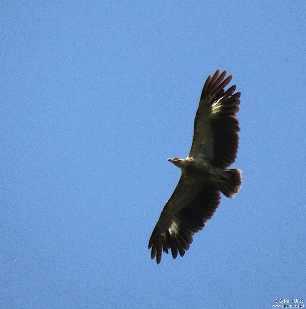 Palm-nut Vulturesubadult