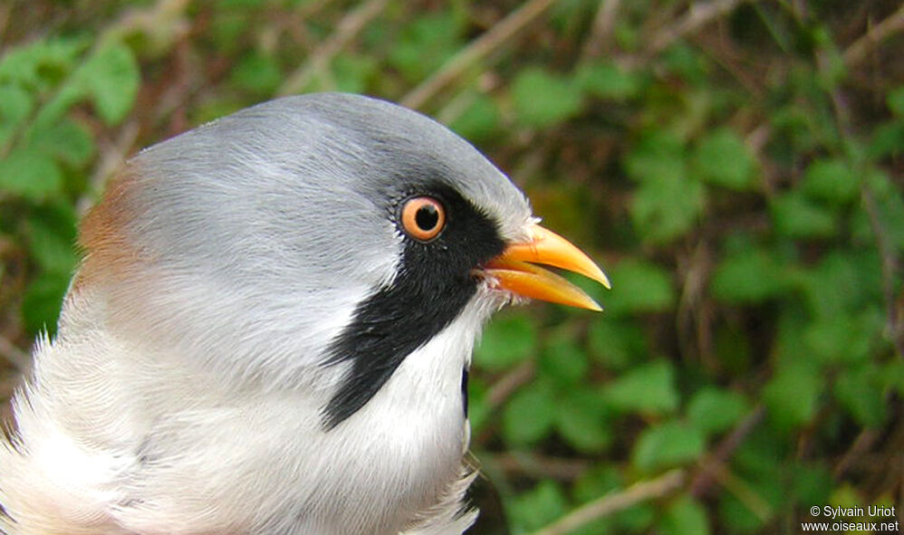 Bearded Reedling male adult, close-up portrait