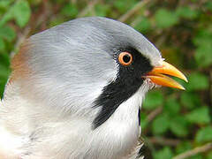 Bearded Reedling