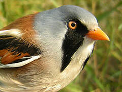 Bearded Reedling