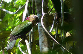 Red-fan Parrot