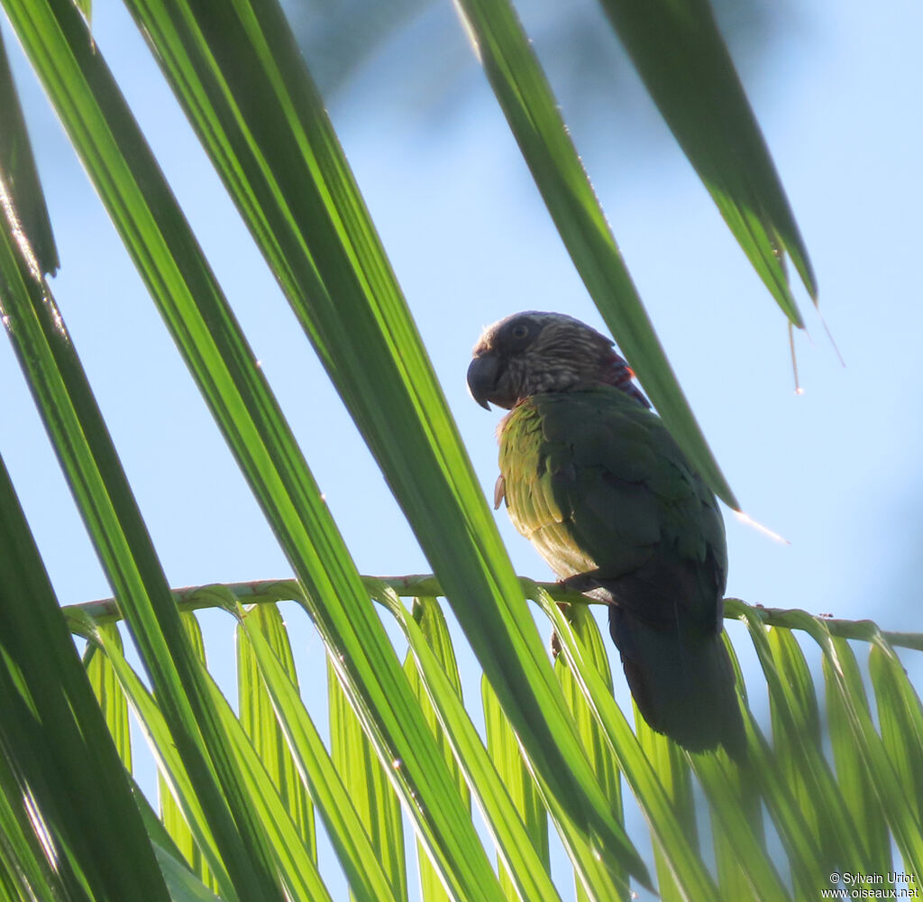 Red-fan Parrotadult