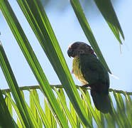 Red-fan Parrot