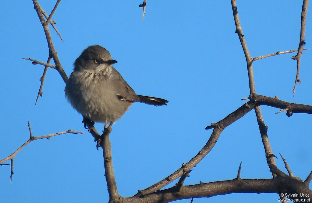 Chestnut-vented Warbleradult