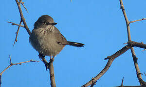 Chestnut-vented Warbler